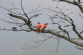 The pair of southern carmine bee-eater Merops nubicoides sitting on the dry small branch, white sky in the background Royalty Free Stock Photo
