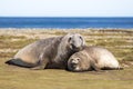 Pair of Southern Elephant Seals (Mirounga leonina) Falkland Isla Royalty Free Stock Photo