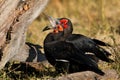 A pair of Southern ground hornbills