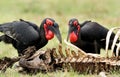 A pair of Southern ground hornbills, Masai Mara