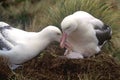 A pair of Southern Royal Albatross