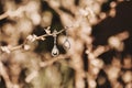 Pair of sparkling diamond earrings hang from a slender tree branch