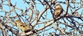 A pair of sparrows on the tree