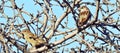A pair of sparrows on the tree Royalty Free Stock Photo