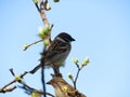A pair of sparrows on a branch