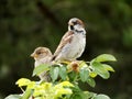 Pair of sparrows Royalty Free Stock Photo