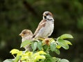 Pair of sparrows