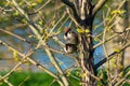 pair of sparrows in the branches of a tree Royalty Free Stock Photo