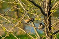pair of sparrows in the branches of a tree Royalty Free Stock Photo