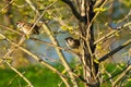 pair of sparrows in the branches of a tree