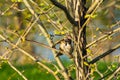 pair of sparrows in the branches of a tree Royalty Free Stock Photo