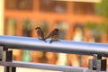 A pair of Sparrows in Hong Kong