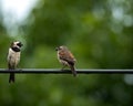 Pair of Sparrows Perched on Cable with Soft Green Background Royalty Free Stock Photo