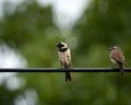 Pair of Sparrows Perched on Cable with Soft Green Background Royalty Free Stock Photo