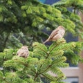 Pair of sparrows sit on the spruce tree Royalty Free Stock Photo