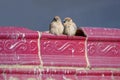 A pair of sparrows