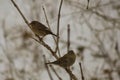 Pair of Sparrows Royalty Free Stock Photo