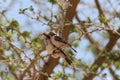 Pair of speckle fronted weaver birds, Sporopipes frontalis, in an acacia tree Royalty Free Stock Photo