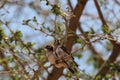 Pair of speckle fronted weaver birds, Sporopipes frontalis, in an acacia tree