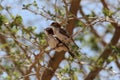 Pair of speckle fronted weaver birds, Sporopipes frontalis, in an acacia tree Royalty Free Stock Photo