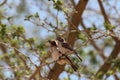 Pair of speckle fronted weaver birds, Sporopipes frontalis, in an acacia tree Royalty Free Stock Photo