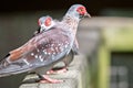 Pair of Spekled pigeon or Feral pigeon Columba guinea on wood