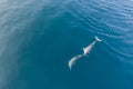 Pair of Spinner Dolphins Swimming in the Tropical Pacific