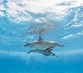 Pair of spinner dolphins underwater Royalty Free Stock Photo
