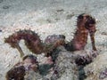 A pair of Spiny Seahorse Hippocampus histrix