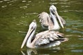 Spot-billed pelican, Pelecanus philippensis sp, Hyderabad,Telanagana, India