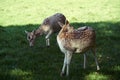 A pair of spotted deer