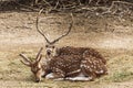 Pair of Spotted deer at the zoo