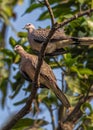 Pair Spotted Dove in basking