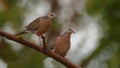 Pair of spotted dove, natural, nature, wallpaper