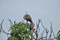 A pair of spotted dove