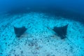 Pair of Spotted Eagle Rays in Cocos Island Royalty Free Stock Photo