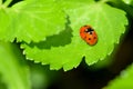 Ladybug Sex on Wild Celery Leaf Royalty Free Stock Photo