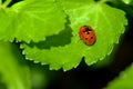 Ladybug Sex on Wild Celery Leaf 02 Royalty Free Stock Photo