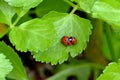 Ladybug Sex on Wild Celery Leaf 01 Royalty Free Stock Photo