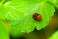 Ladybug Sex on Wild Celery Leaf 04 Royalty Free Stock Photo