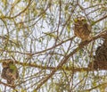 A Pair of Spotted Owl in alert mode Royalty Free Stock Photo