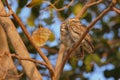 Pair of Spotted owl bird, natural, nature Royalty Free Stock Photo