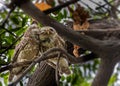 A Pair of spotted Owl caring each other Royalty Free Stock Photo