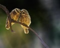 Pair of spotted owl Royalty Free Stock Photo