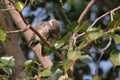 Pair of Spotted owl in love , bird, natural, nature