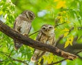 A Pair of spotted Owl Royalty Free Stock Photo