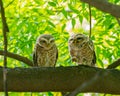 A Pair of Spotted Owl resting Royalty Free Stock Photo