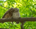 A pair of spotted owl Royalty Free Stock Photo