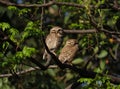 Pair of spotted owlet rest on branch.