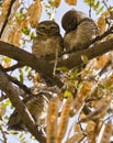 A pair of spotted owlets